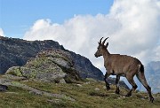 LAGHI GEMELLI, DELLA PAURA E DI VAL VEGIA, ad anello con Cima delle galline e di Mezzeno il 26 agosto 2020 - FOTOGALLERY